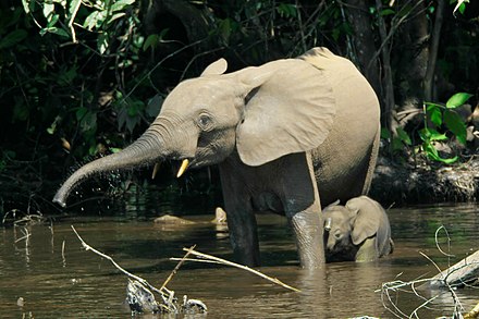 Elephants